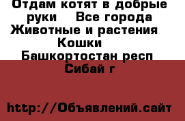 Отдам котят в добрые руки. - Все города Животные и растения » Кошки   . Башкортостан респ.,Сибай г.